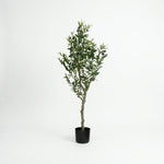 Cargar imagen en el visor de la Galería, Planta decorativa artificial olivo mediano de 150cm con maceta negra para sala e interior sobre fondo blanco.