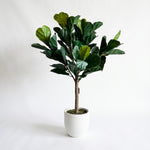 Cargar imagen en el visor de la Galería, Planta artificial pandurata de 100 cm con base blanca de cerámica sobre fondo blanco.