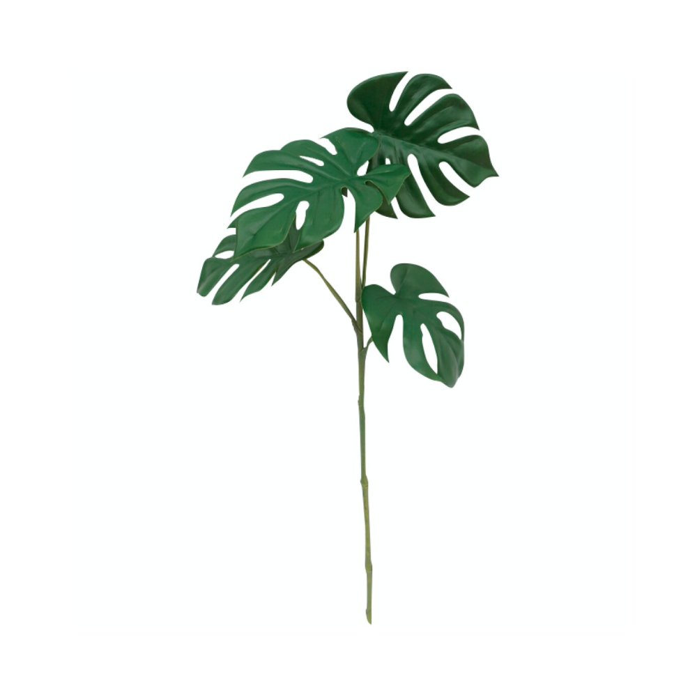 Rama Monstera