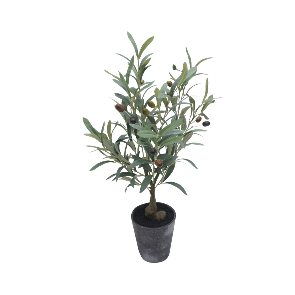 Arbol de Olivo Chico