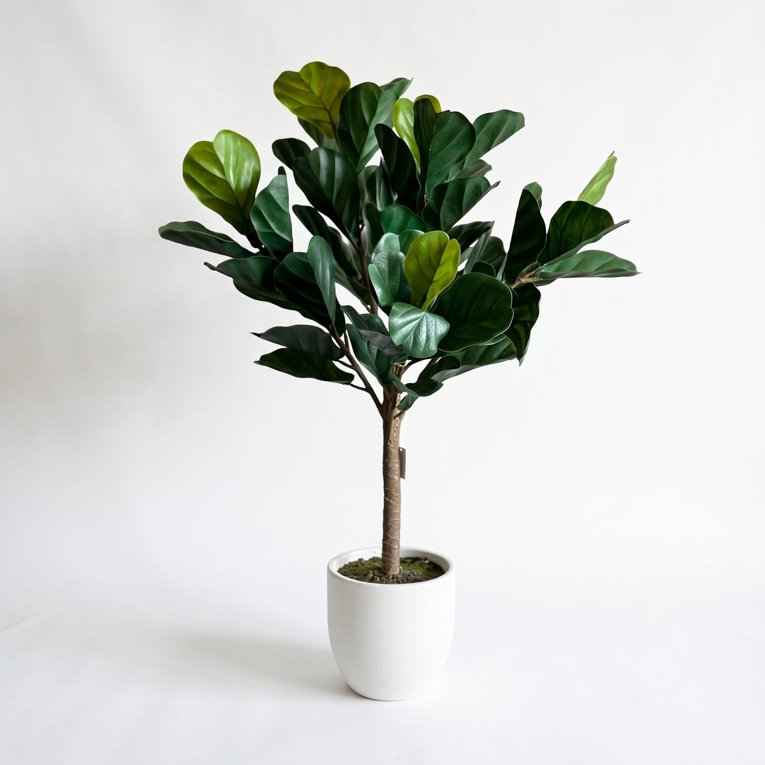 Planta artificial pandurata de 100 cm con base blanca de cerámica sobre fondo blanco.